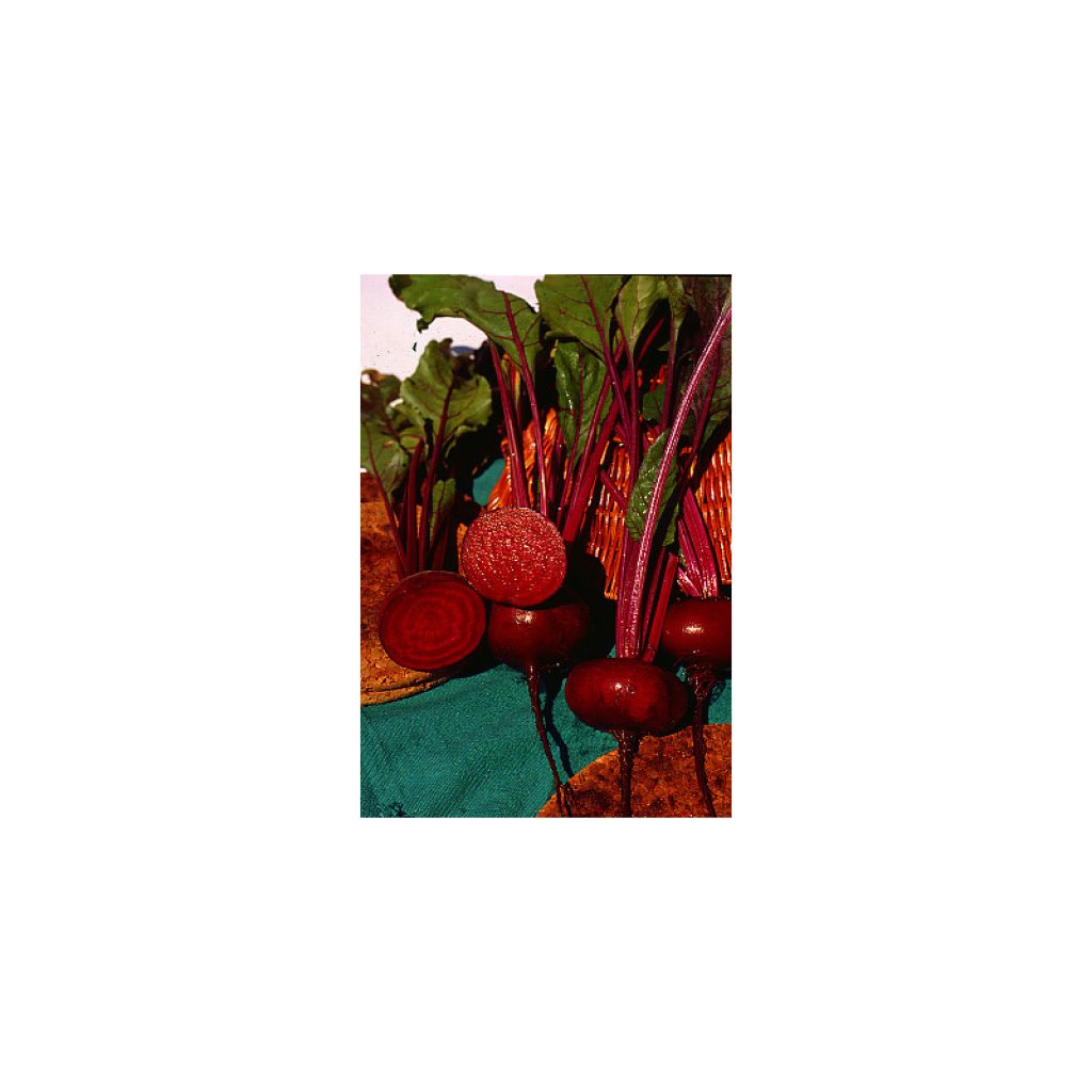 Beterraba do Egito Preta achatada do Egipto