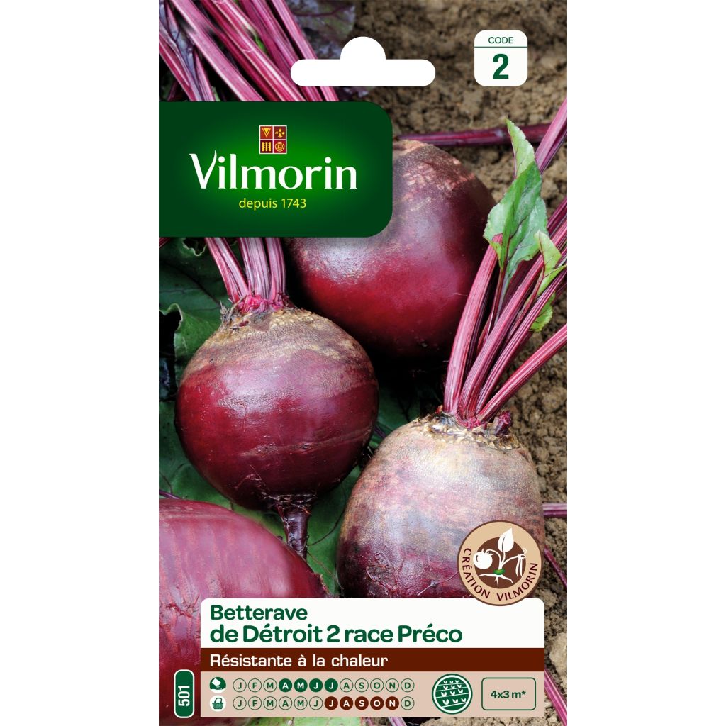 Beterraba vermelha Detroit 2, Variedade Precoce Vilmorin