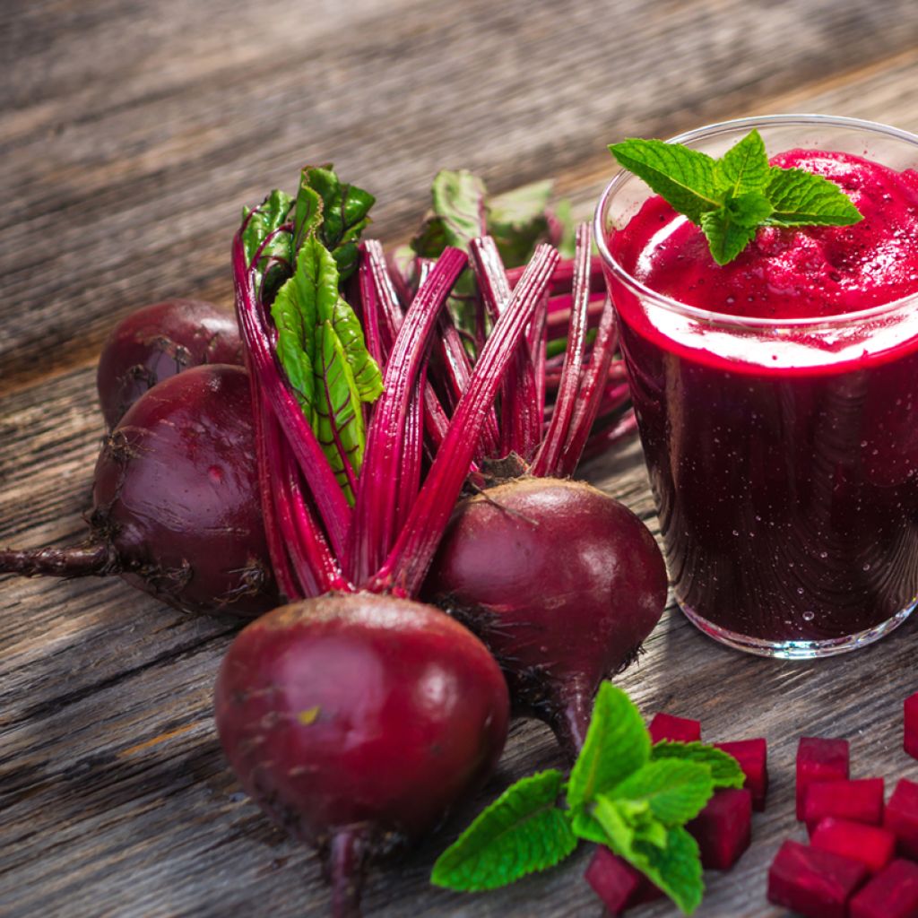 Beterraba vermelha Detroit Melhorada 2, Variedade Bolívar - Ferme de Sainte Marthe Bio