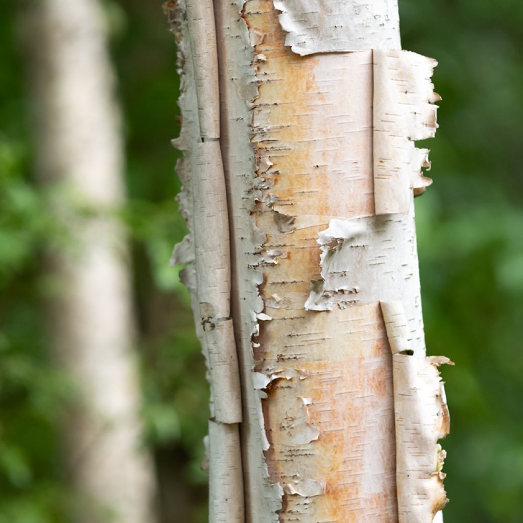 Betula papyrifera