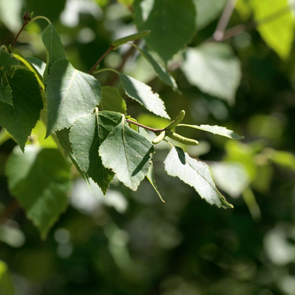 Betula papyrifera