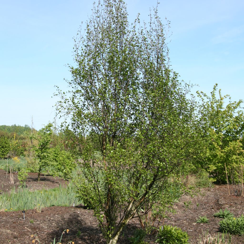 Betula pendula Obelisk
