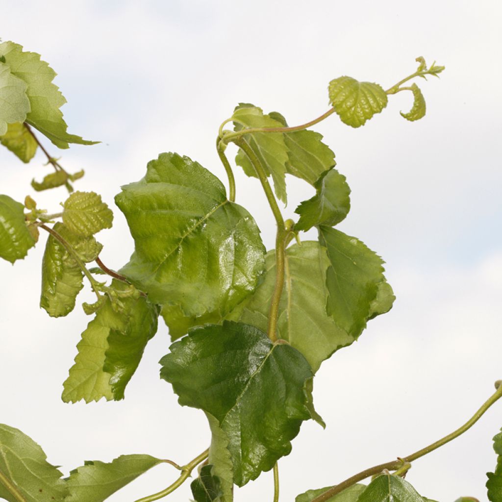 Betula pendula Spider Alley