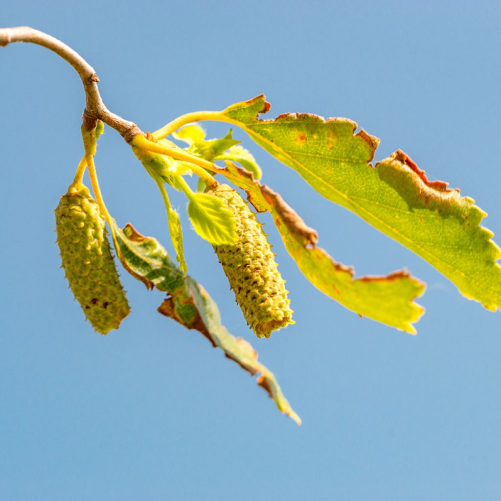 Betula pendula Spider Alley