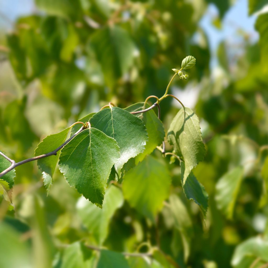 Betula pendula Spider Alley