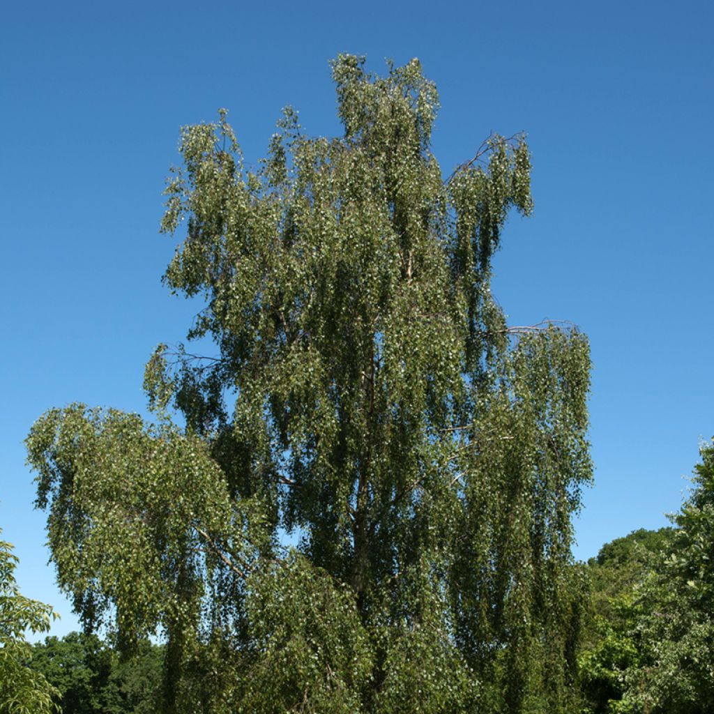Betula pendula Tristis