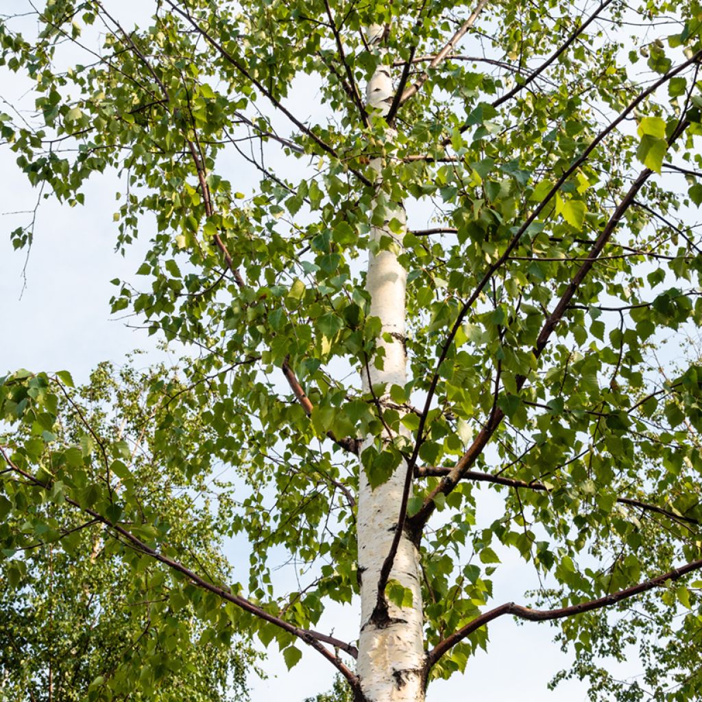 Betula pubescens