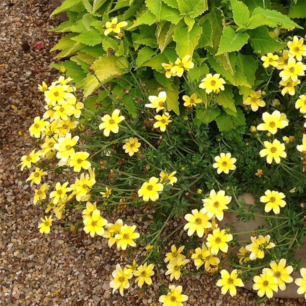 Bidens ferulifolia Lemon Moon