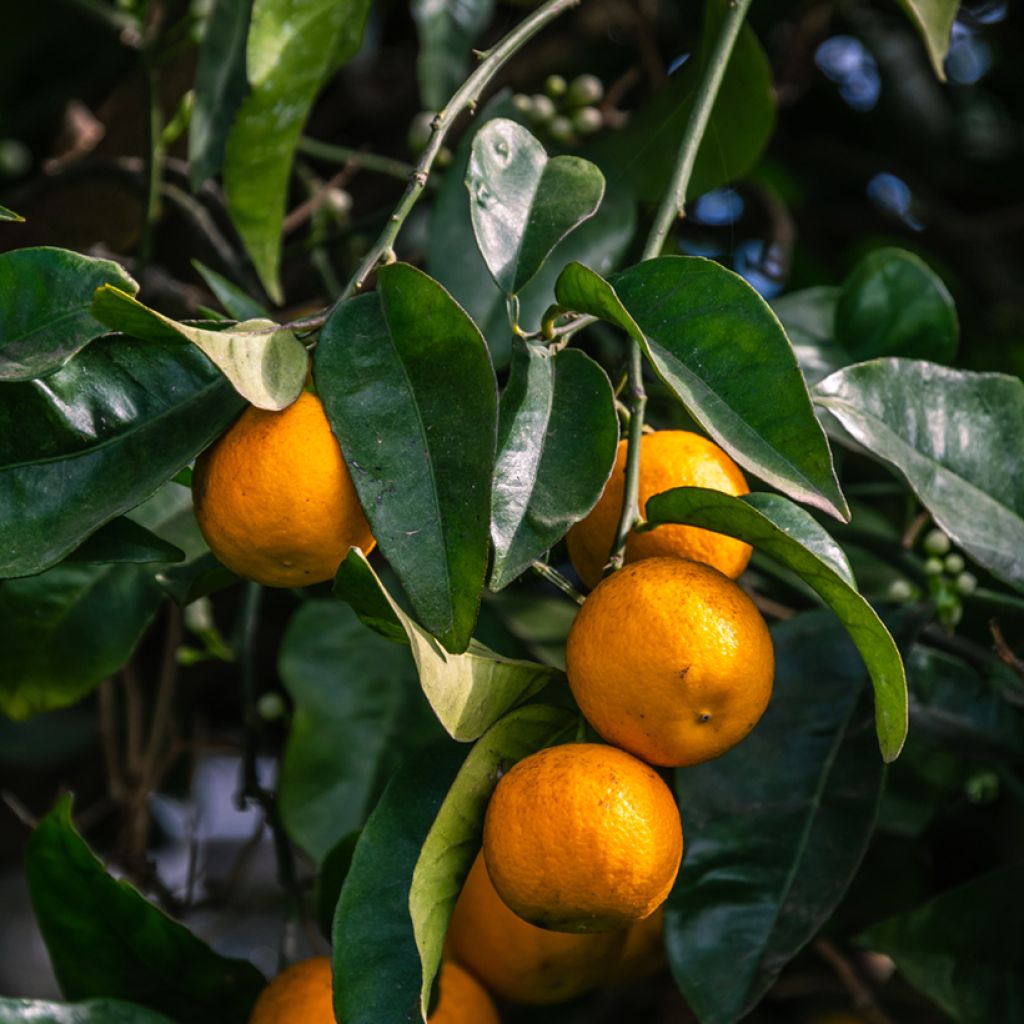Laranjeira-azeda Bouquet de Fleur - Citrus aurantium