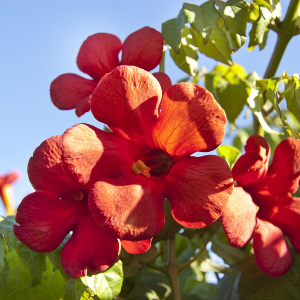 Bignónia Summer Jazz Fire