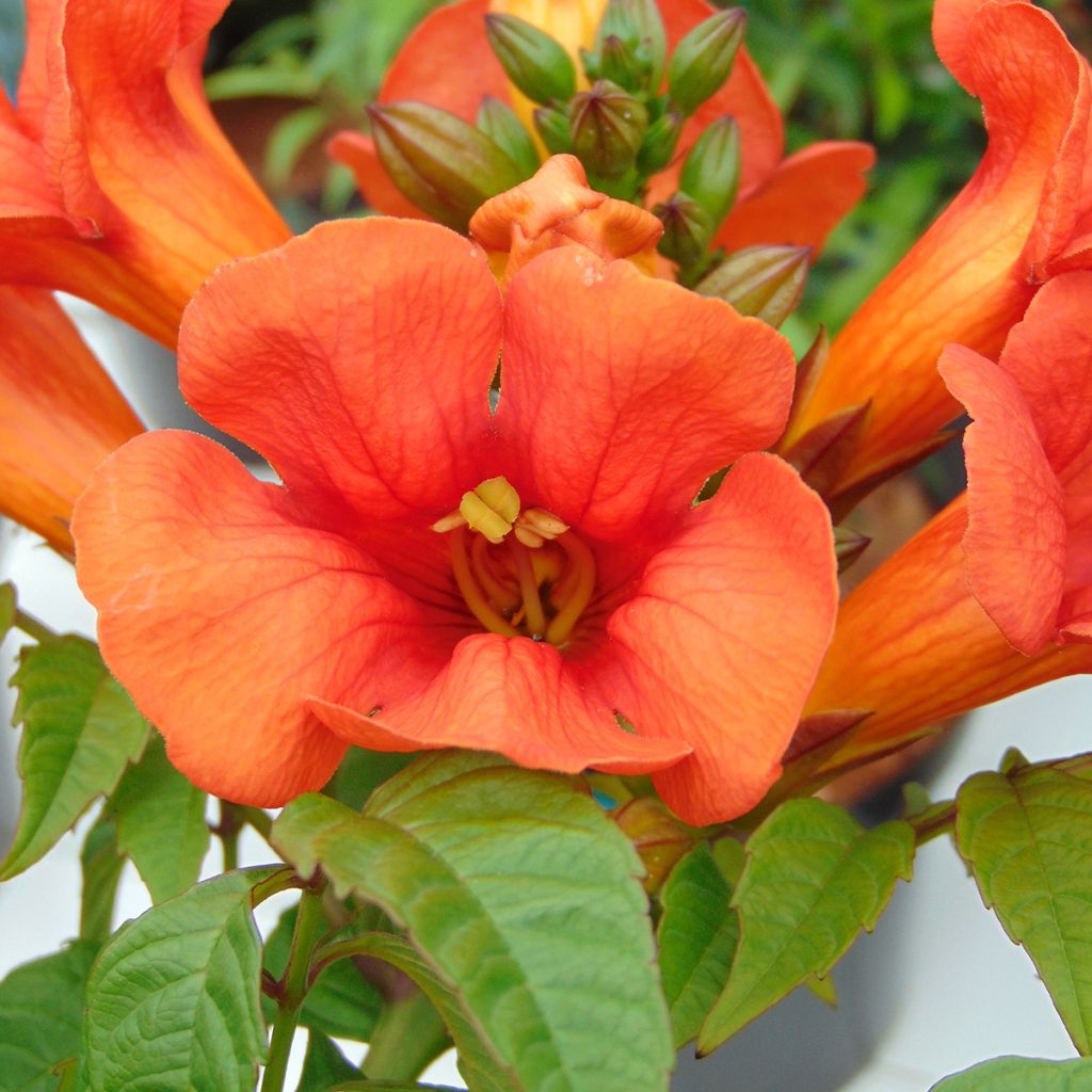 Bignónia Summer Jazz Fire