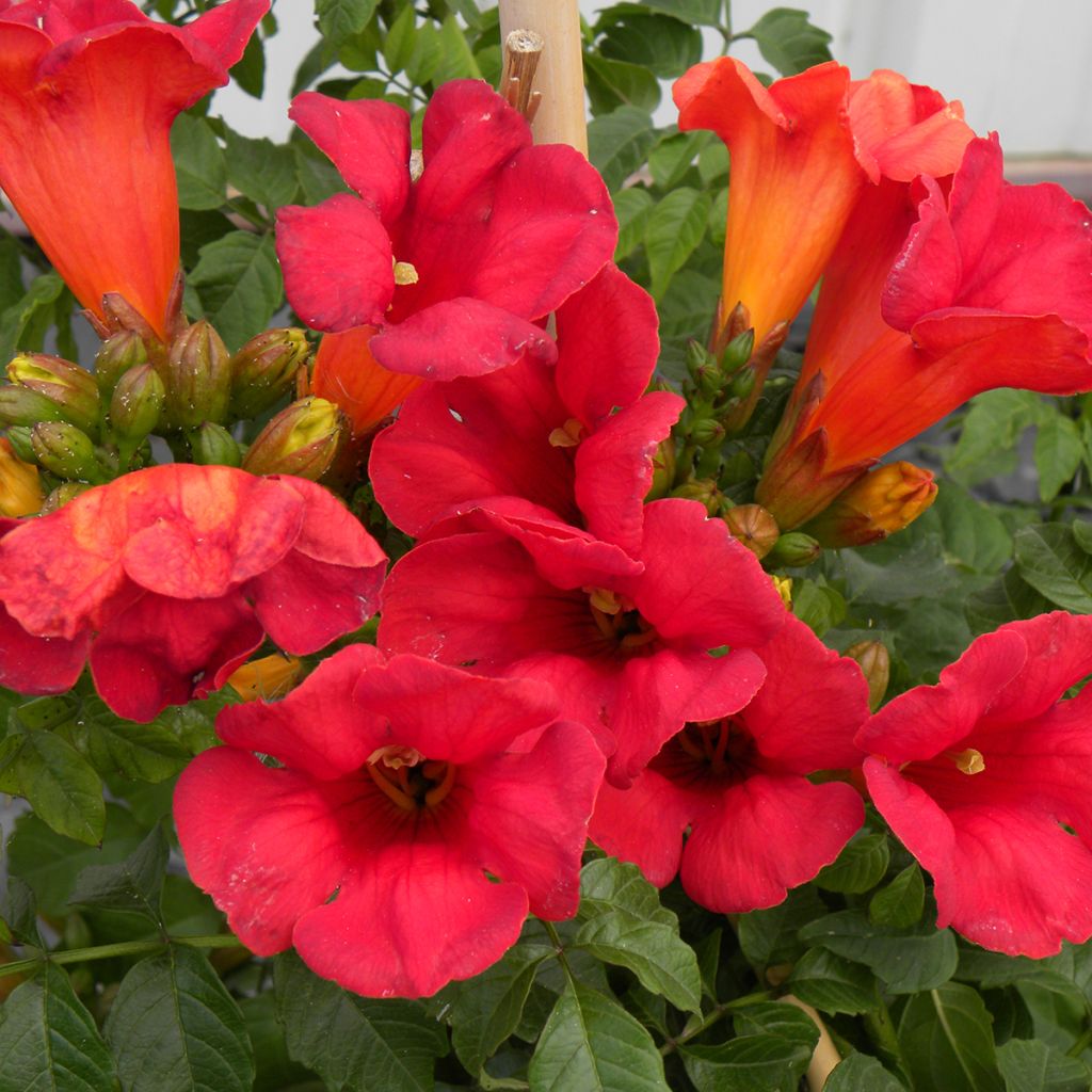 Bignónia Summer Jazz Fire