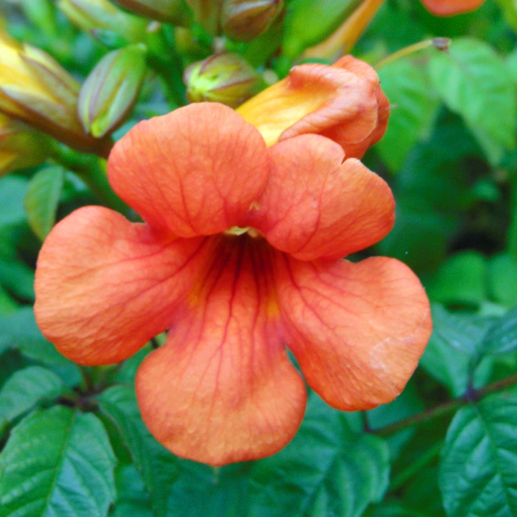 Bignónia Summer Jazz Fire