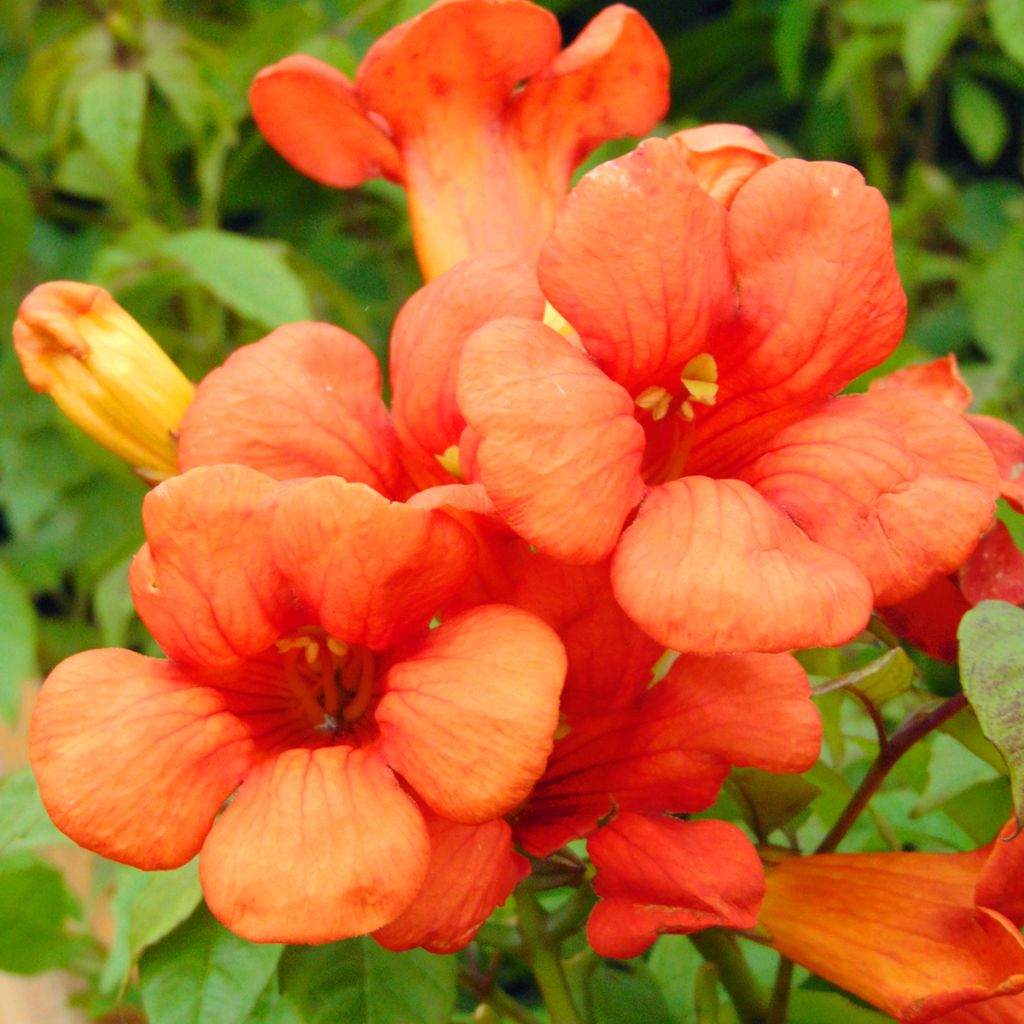 Bignónia Summer Jazz Fire