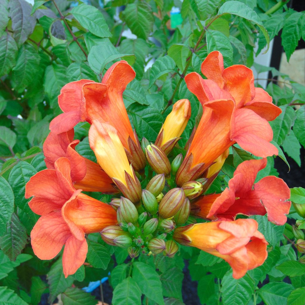 Bignónia Summer Jazz Fire