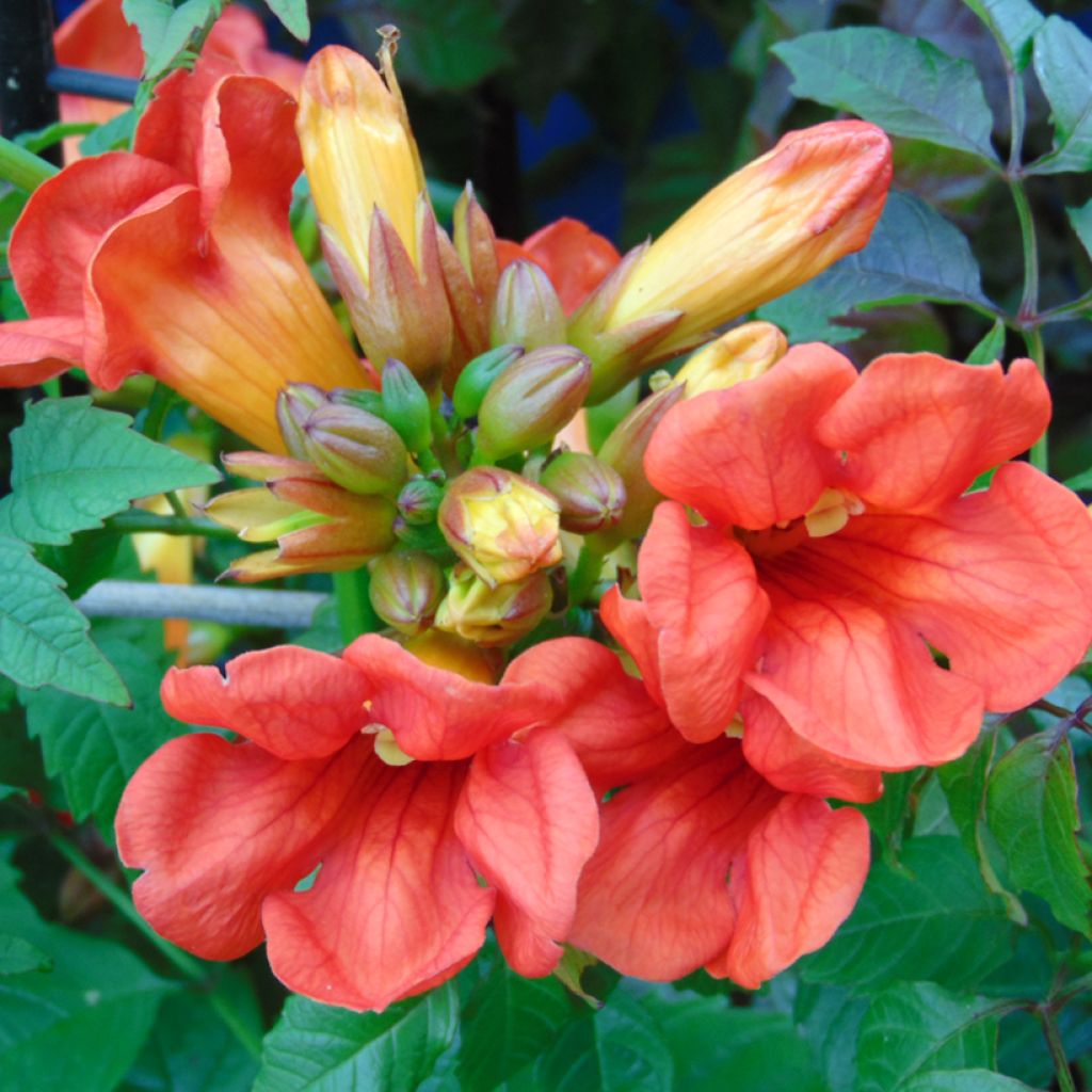 Bignónia Summer Jazz Fire