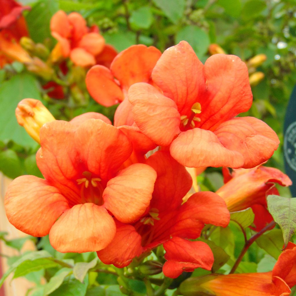 Bignónia Summer Jazz Fire