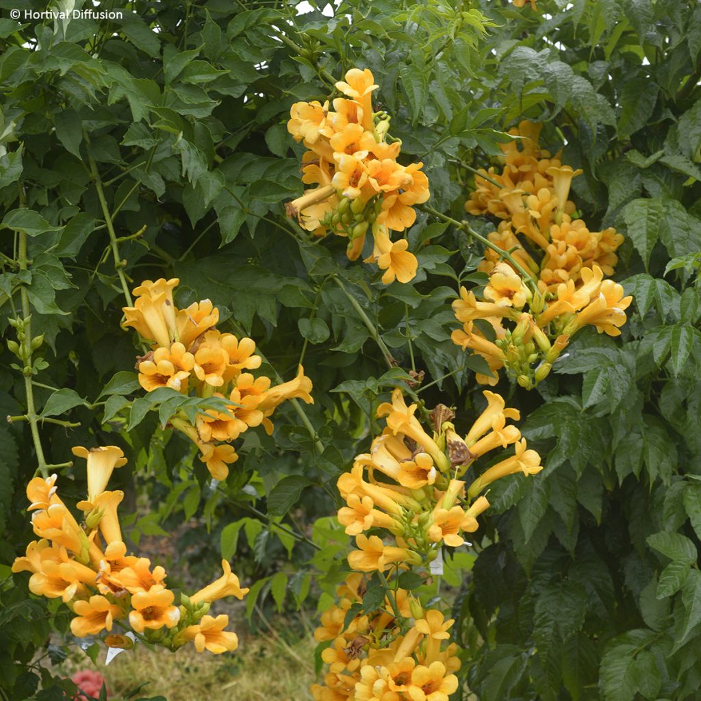 Bignónia Golden Trumpet