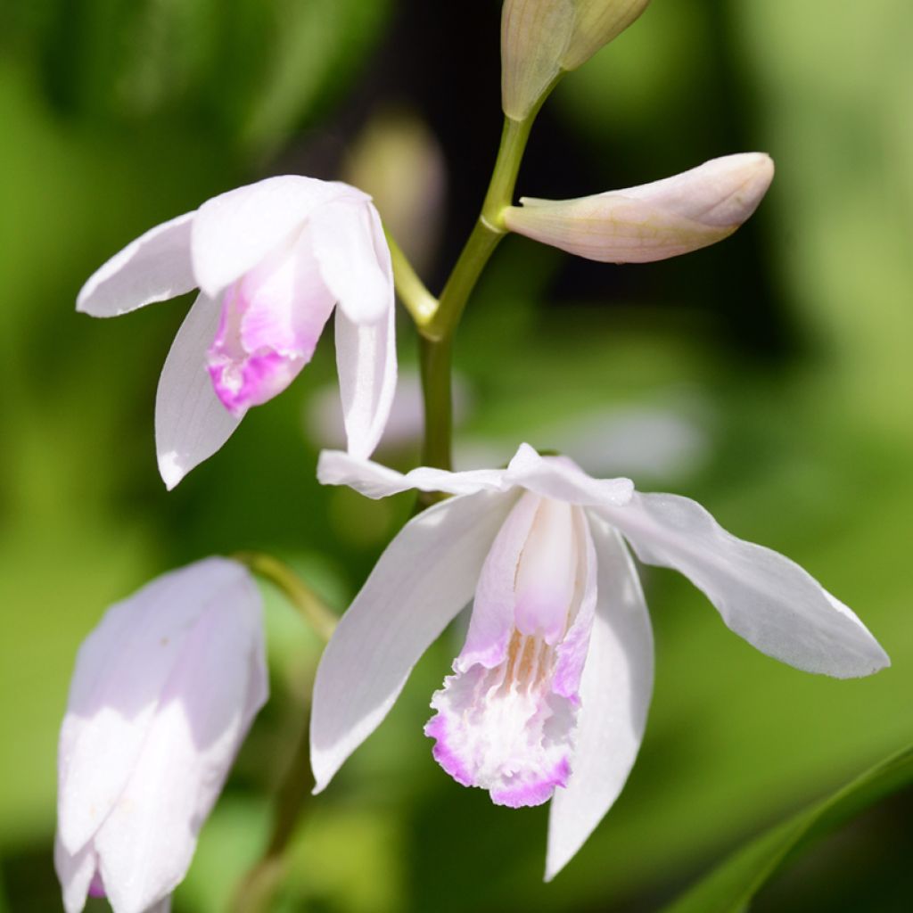 Bletilla striata Kuchi