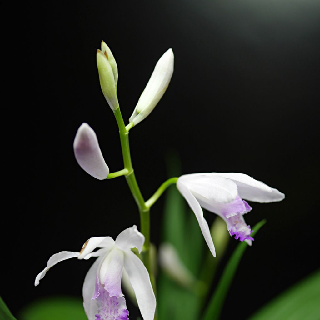 Bletilla striata Kuchi