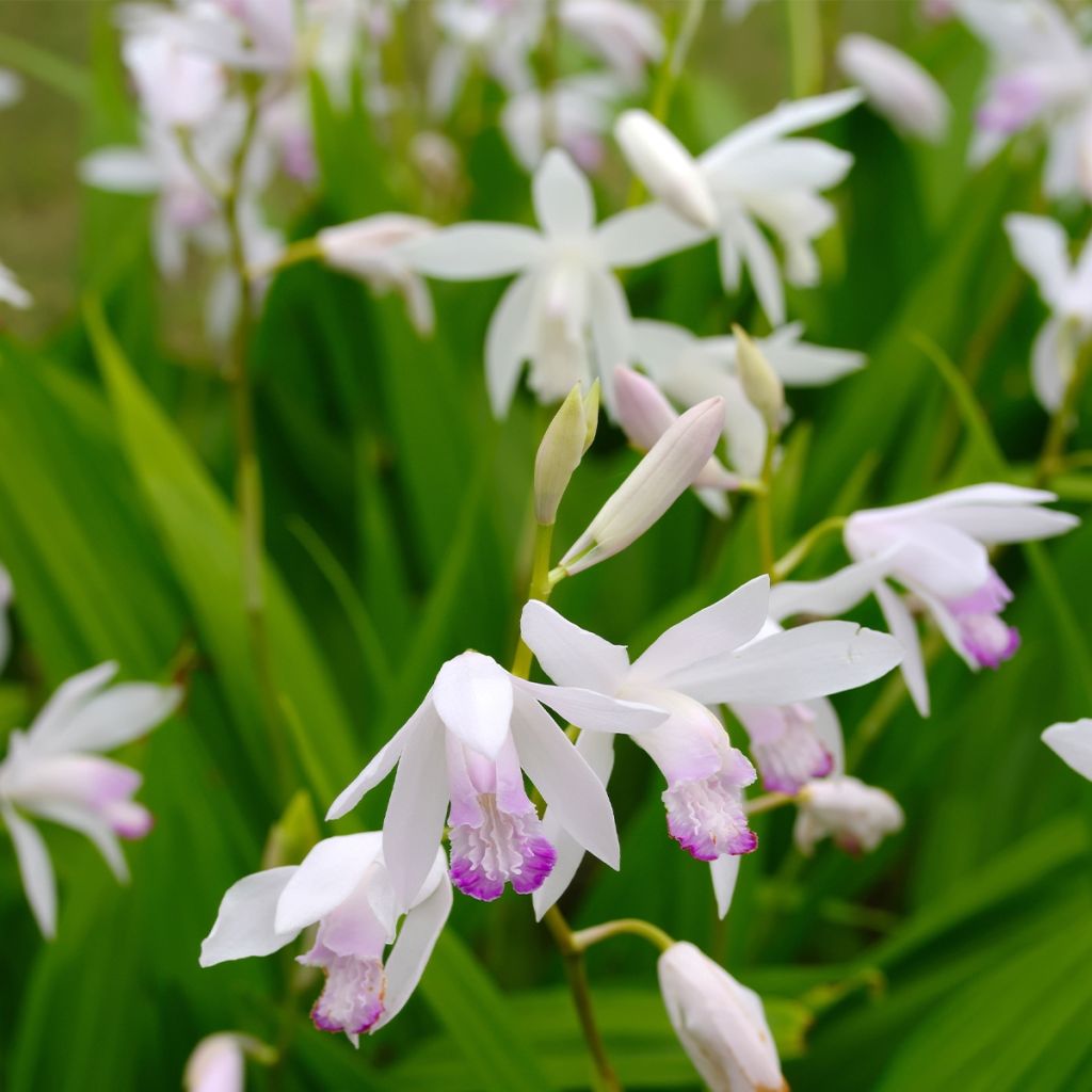 Bletilla striata Kuchi