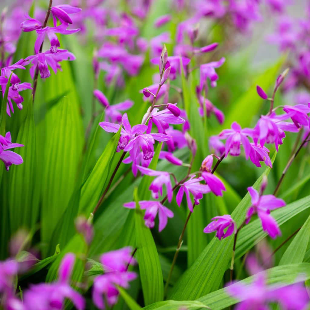 Bletilla striata Purple