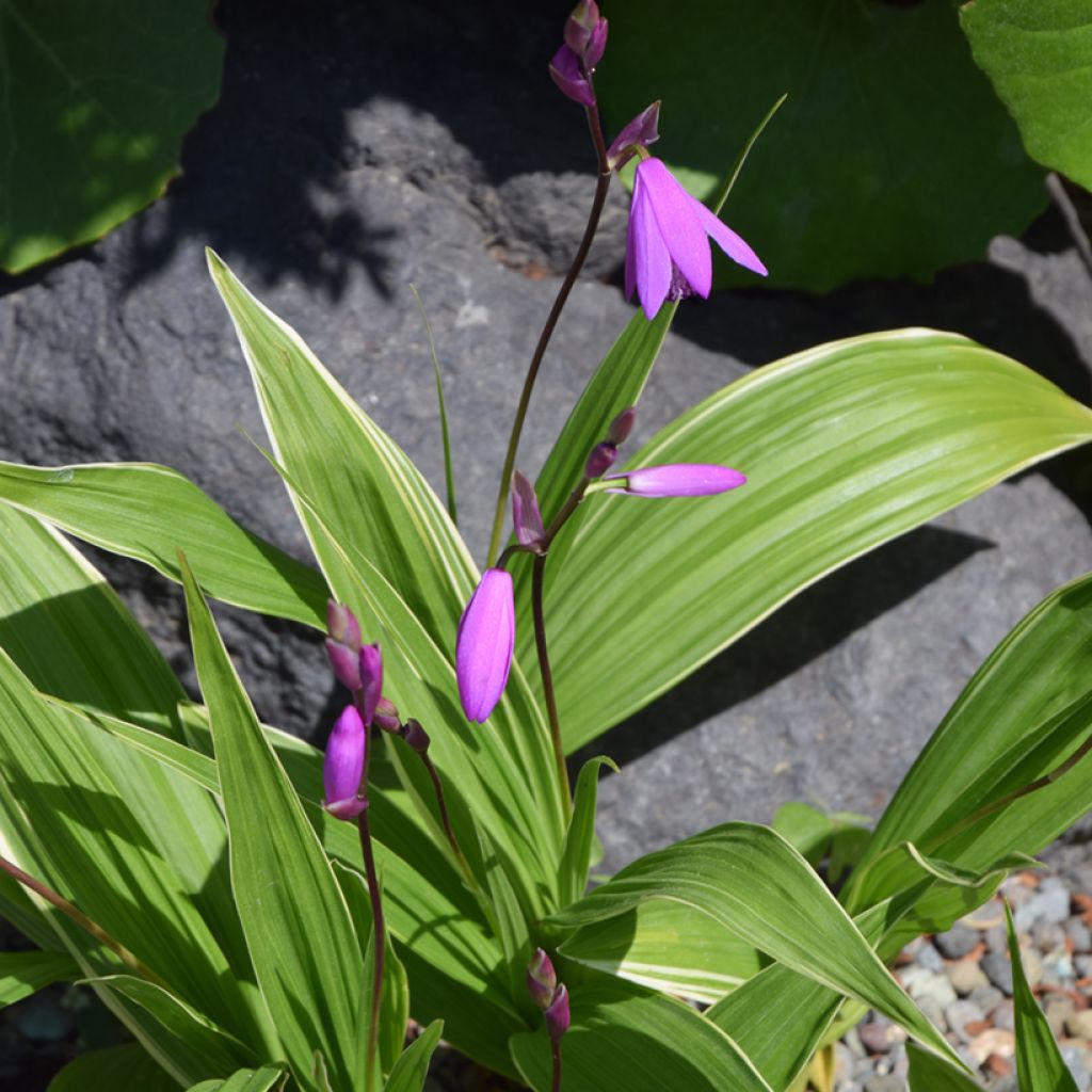 Bletilla striata Variegated