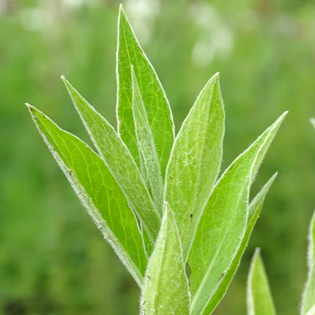 Bleuet des montagnes noir - Centaurée montana Jordy