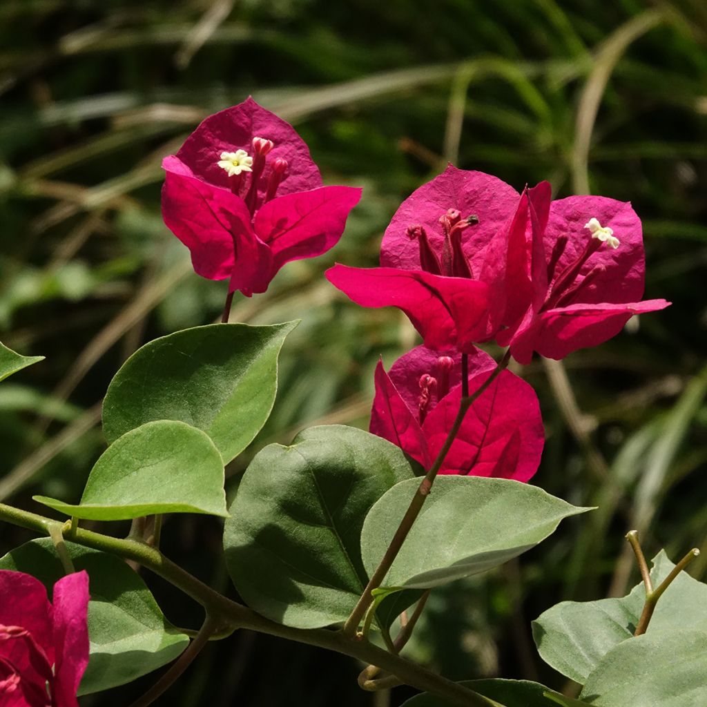 Buganvília spectabilis Vermelho escuro