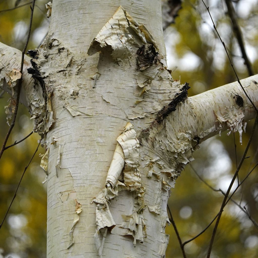 Betula utilis var. jacquemontii Doorenbos