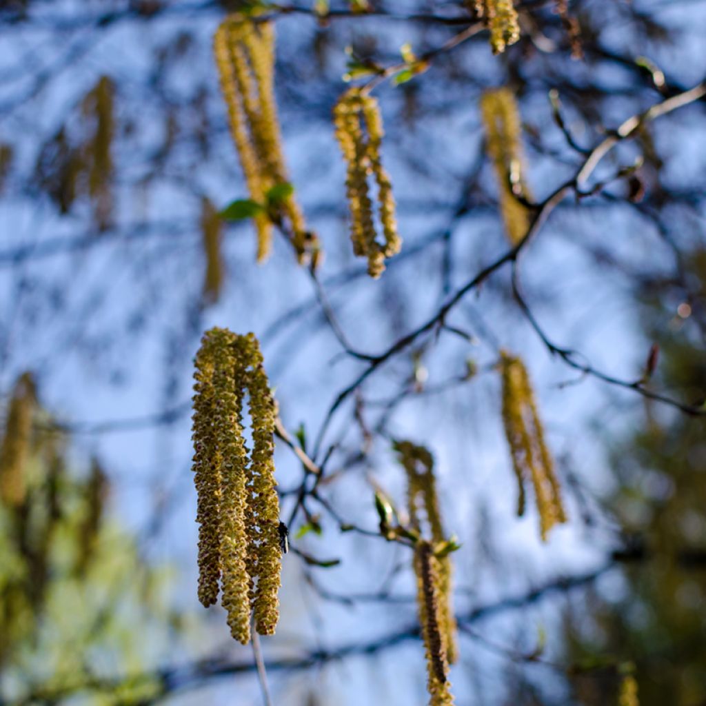 Betula albosinensis Fascination