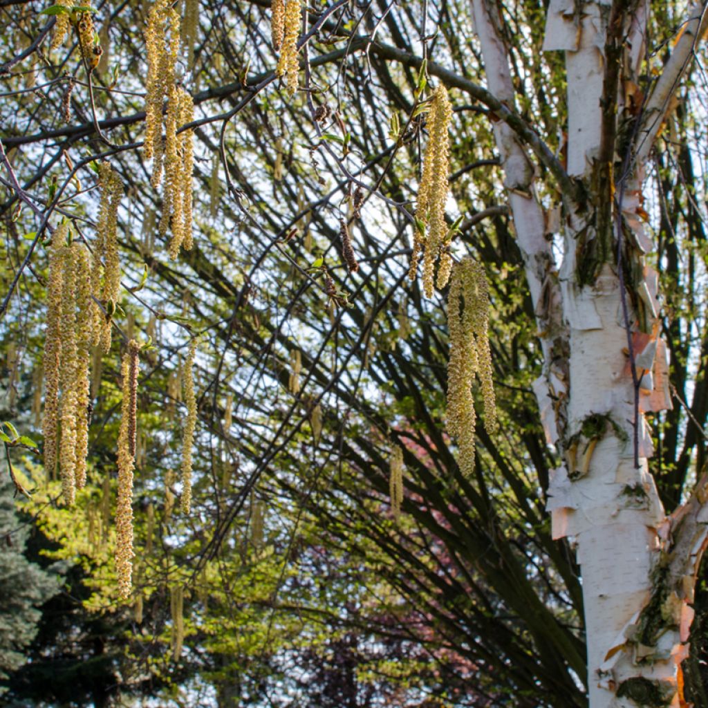 Betula albosinensis Fascination
