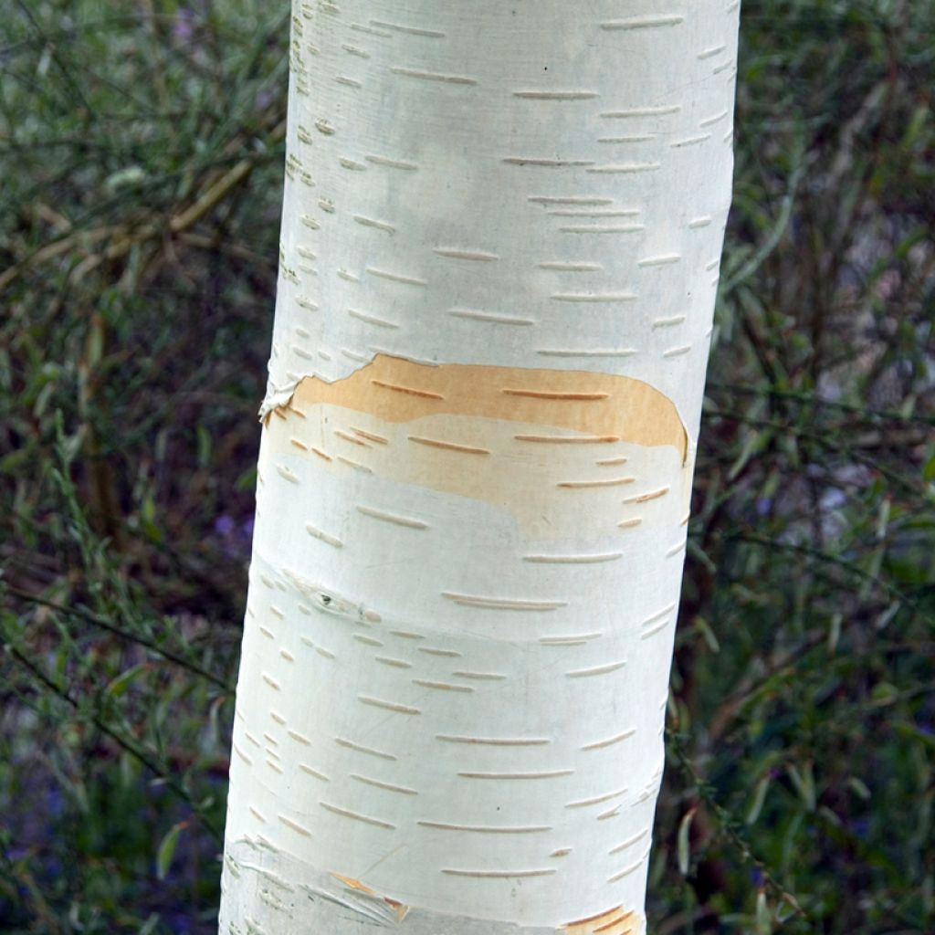 Betula utilis var. jacquemontii