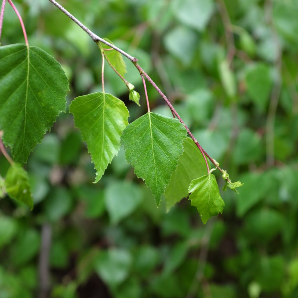 Betula pendula Youngii