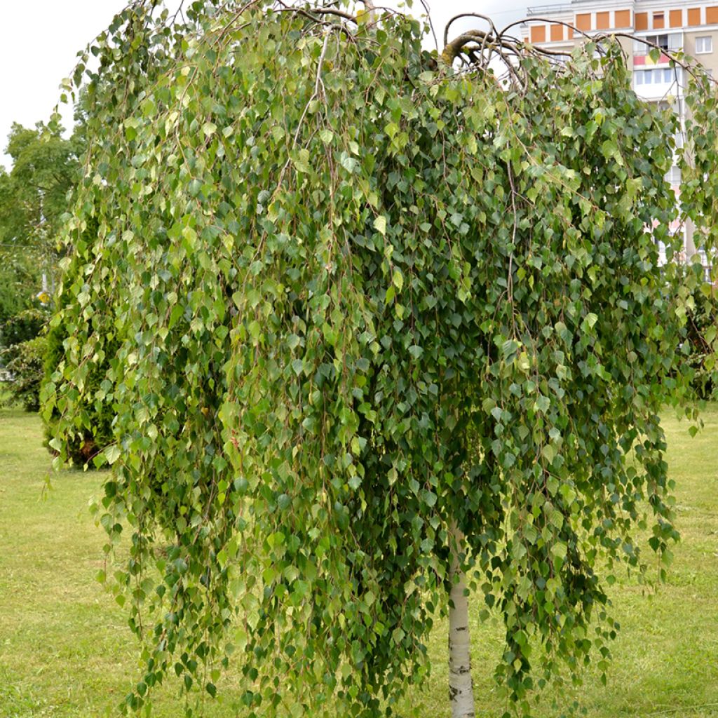 Betula pendula Youngii