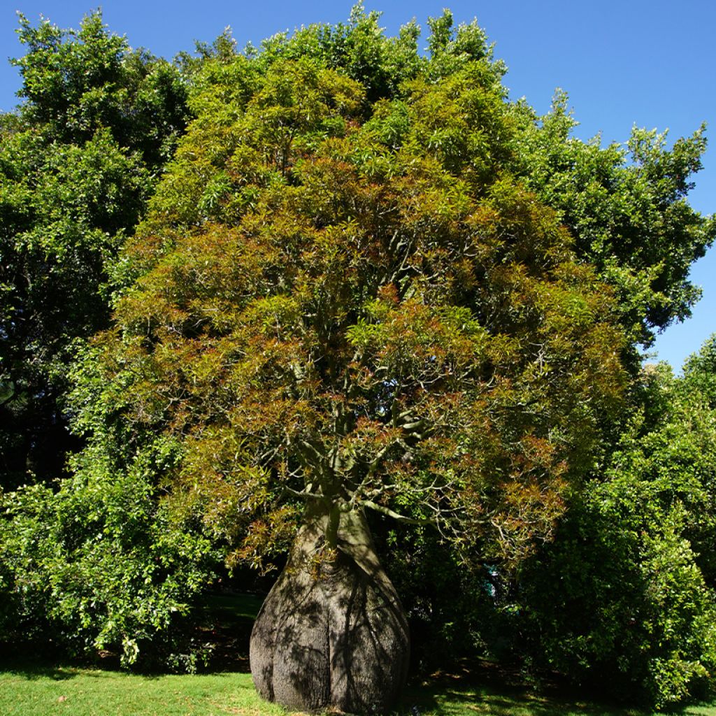 Brachychiton rupestris