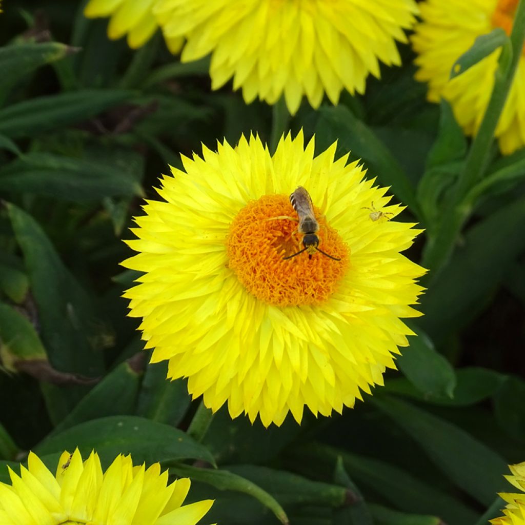 Bracteantha bracteata Granvia Gold