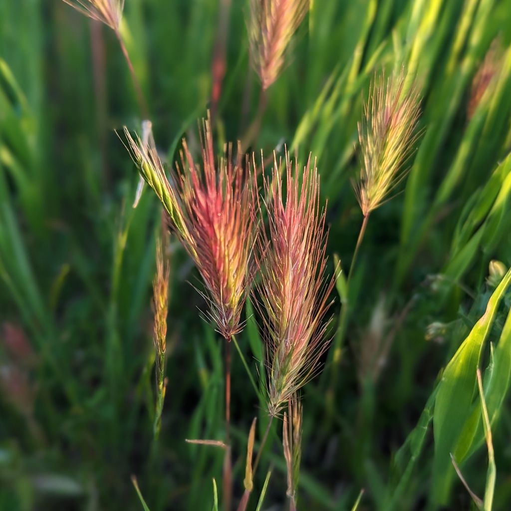 Bromus rubens em sementes - Bromo