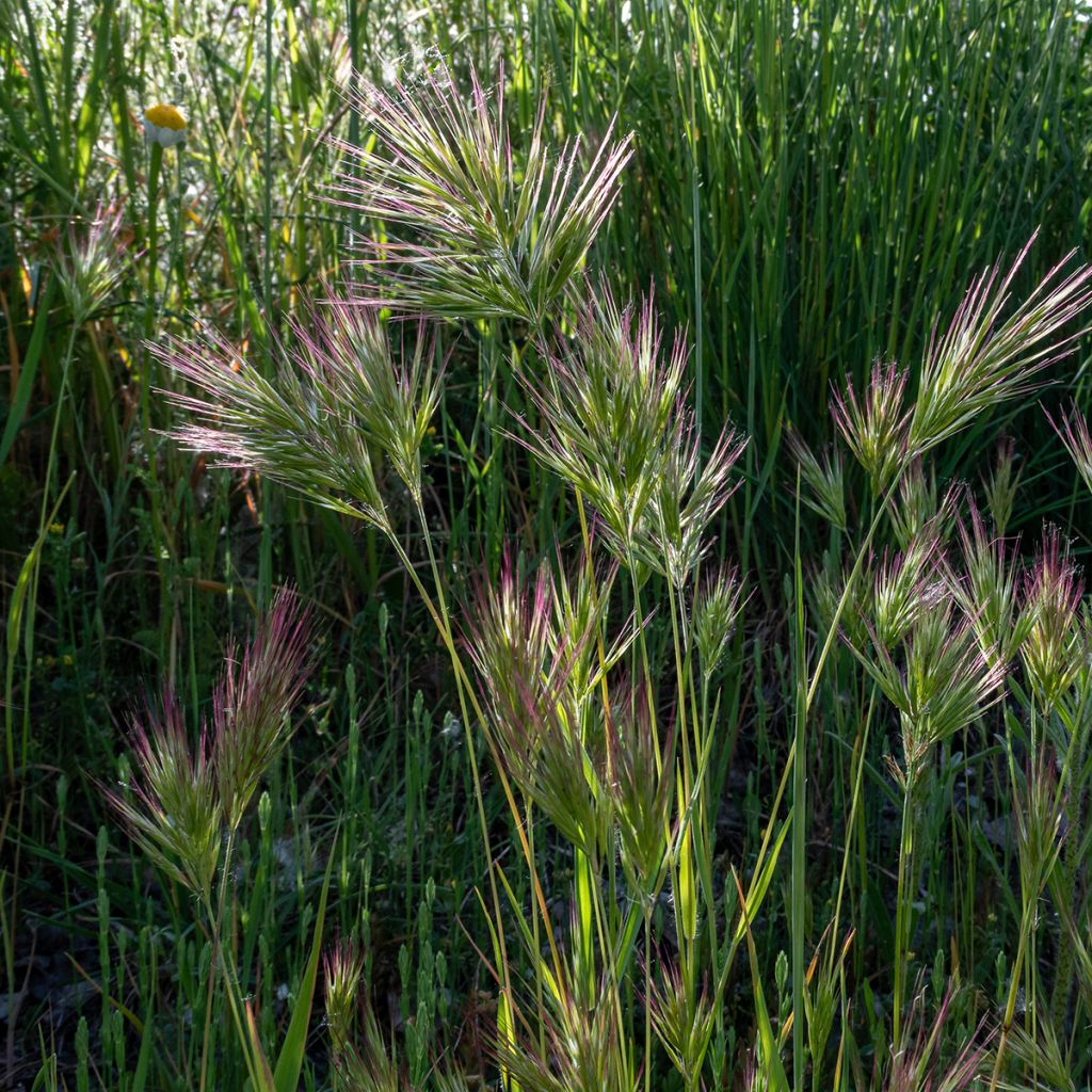 Bromus rubens em sementes - Bromo