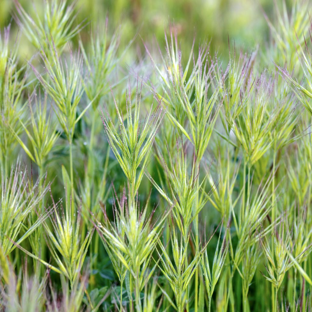 Bromus rubens em sementes - Bromo