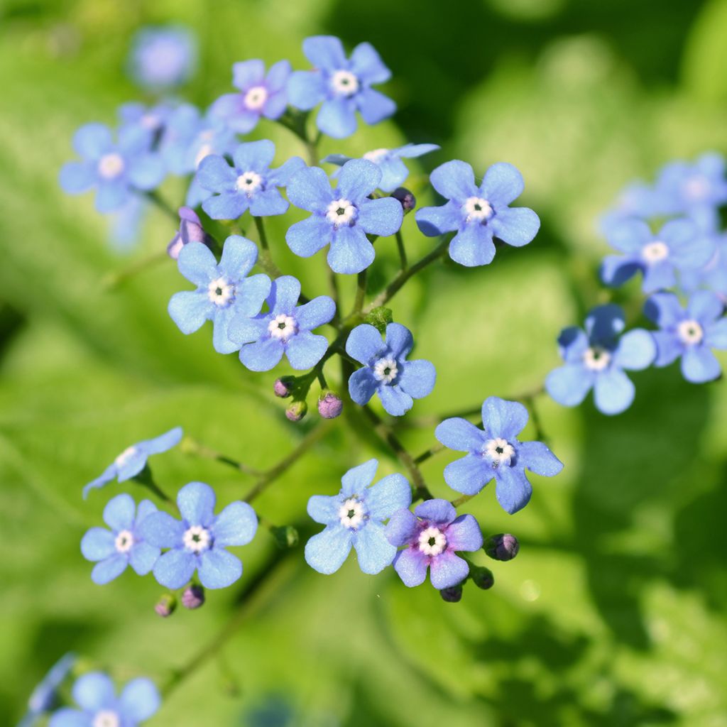 Brunnera macrophylla Jack Frost