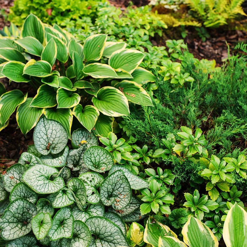 Brunnera macrophylla Jack Frost