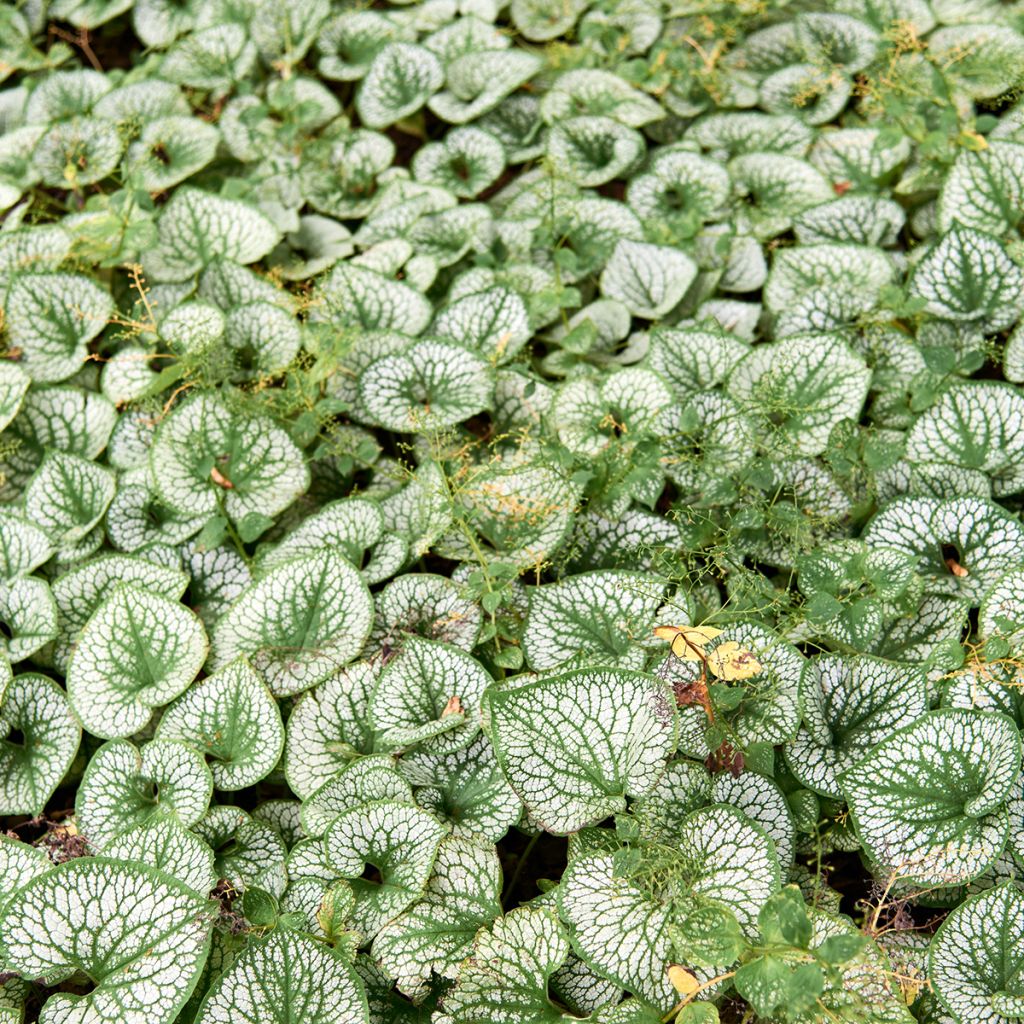 Brunnera macrophylla Silver Heart®