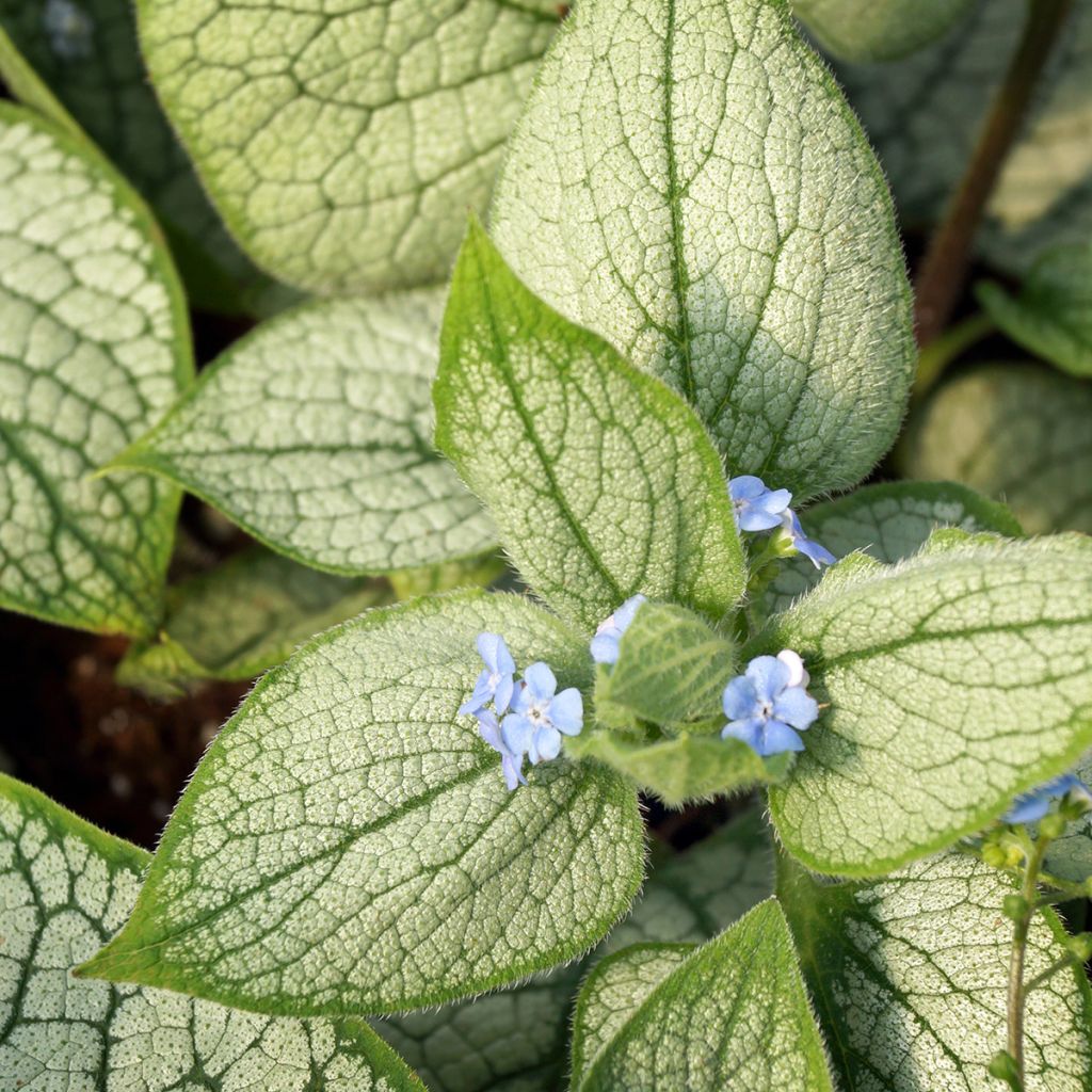 Brunnera macrophylla Silver Heart®