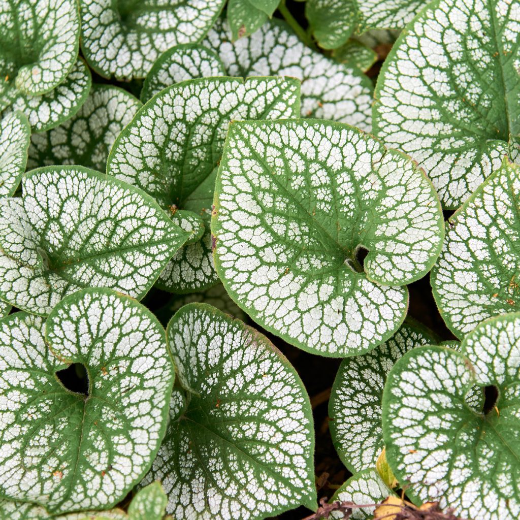 Brunnera macrophylla Silver Heart®