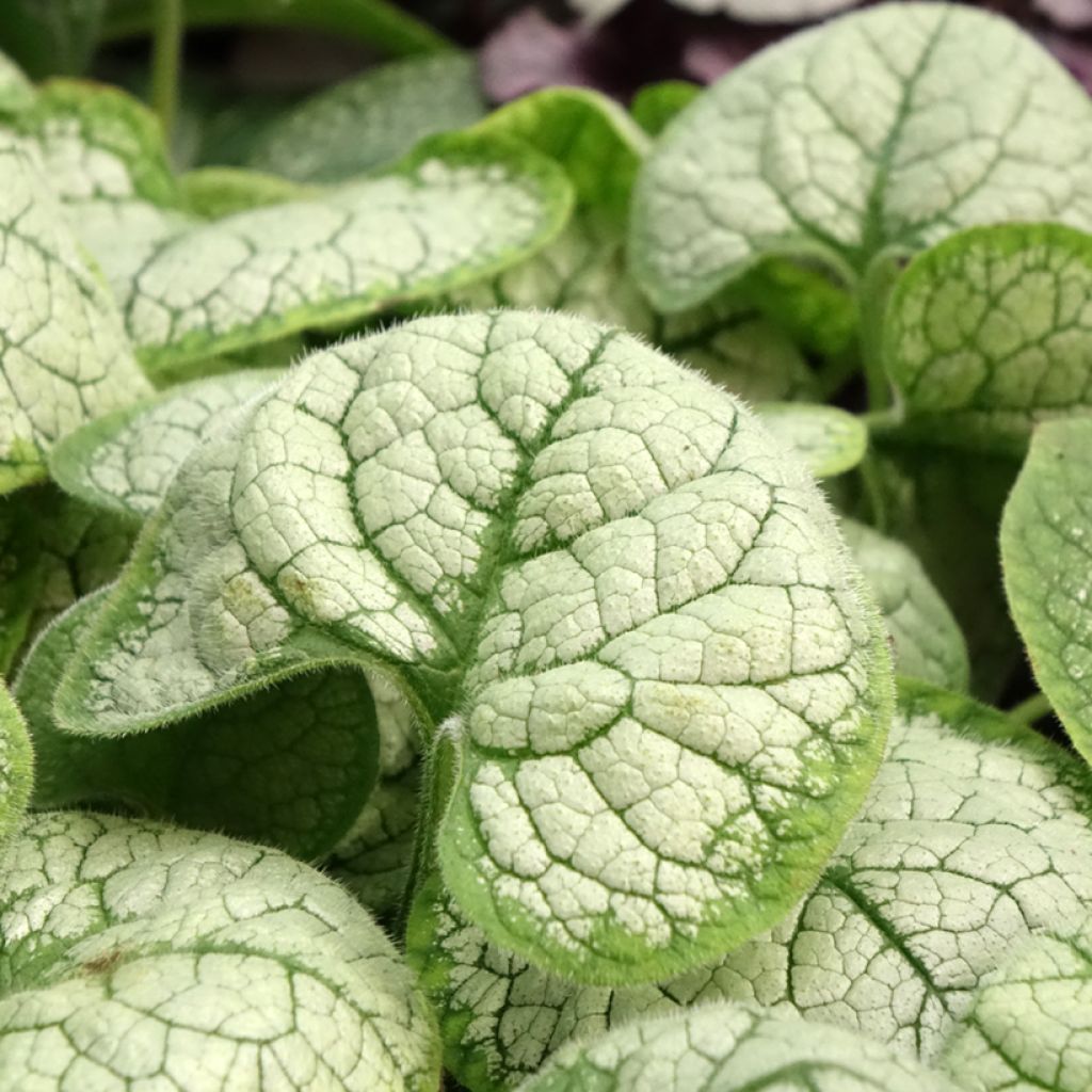 Brunnera macrophylla Silver Heart®