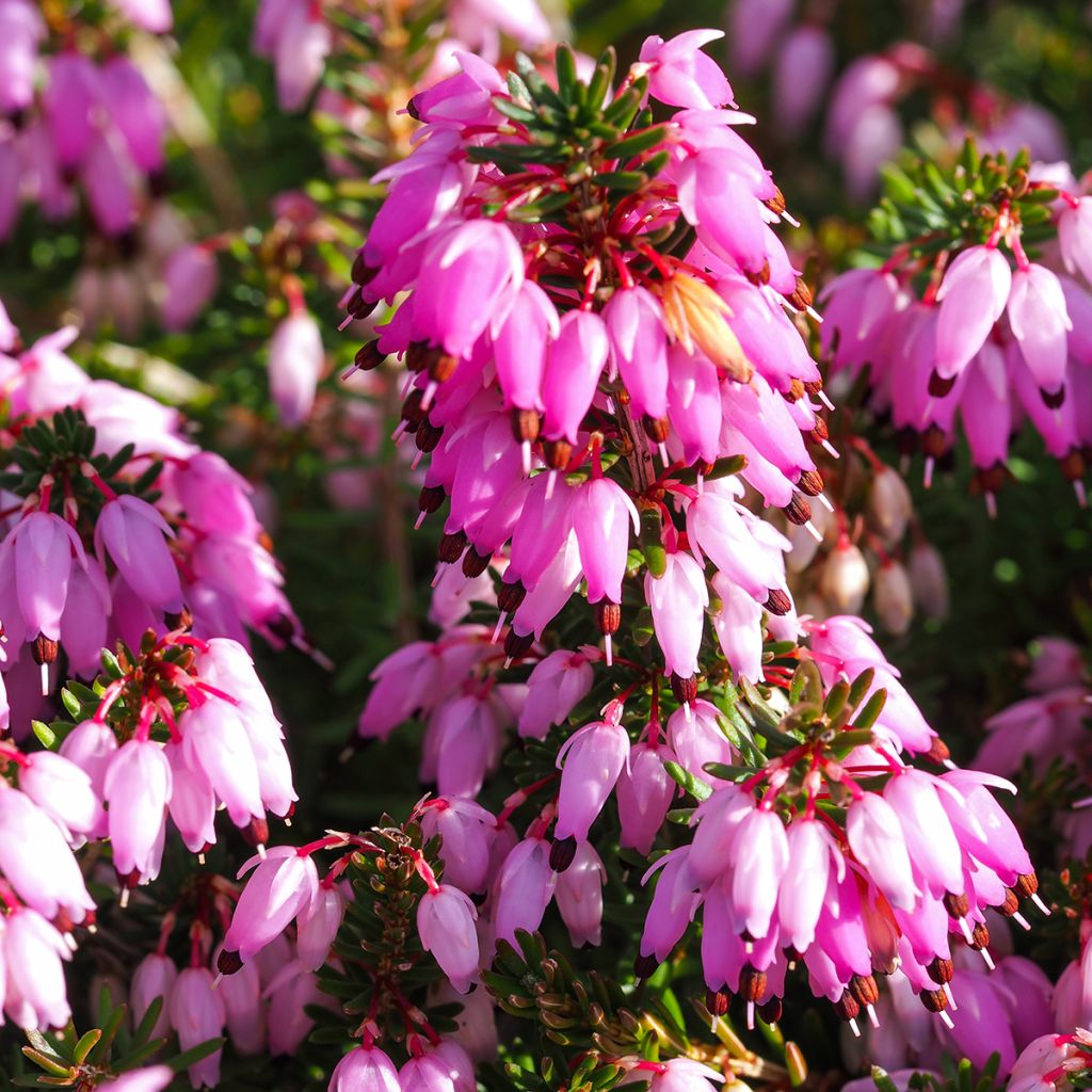 Urze-de-inverno December Red - Erica carnea