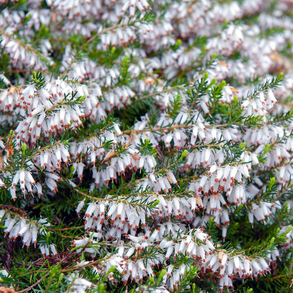 Urze-de-inverno Springwood White - Erica carnea