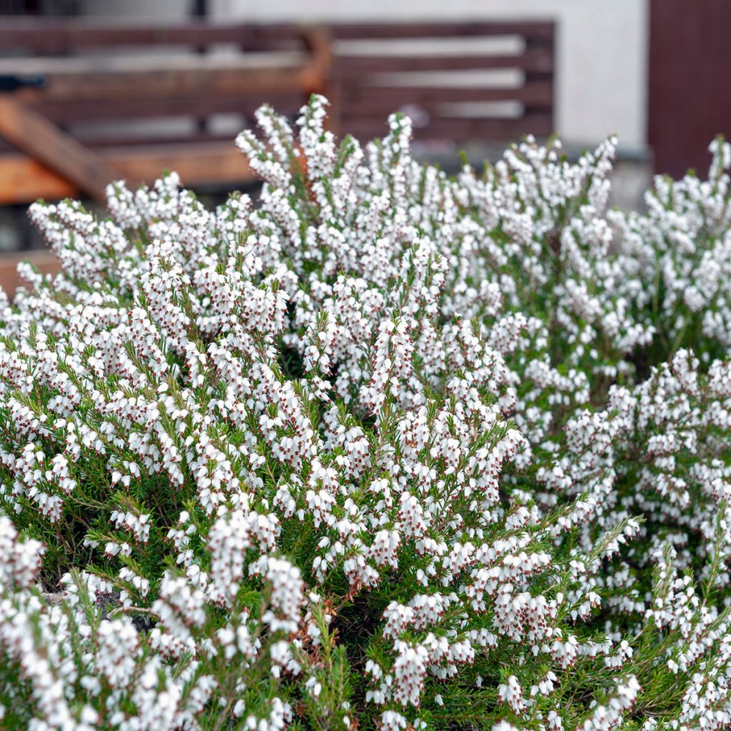 Urze-de-inverno Springwood White - Erica carnea