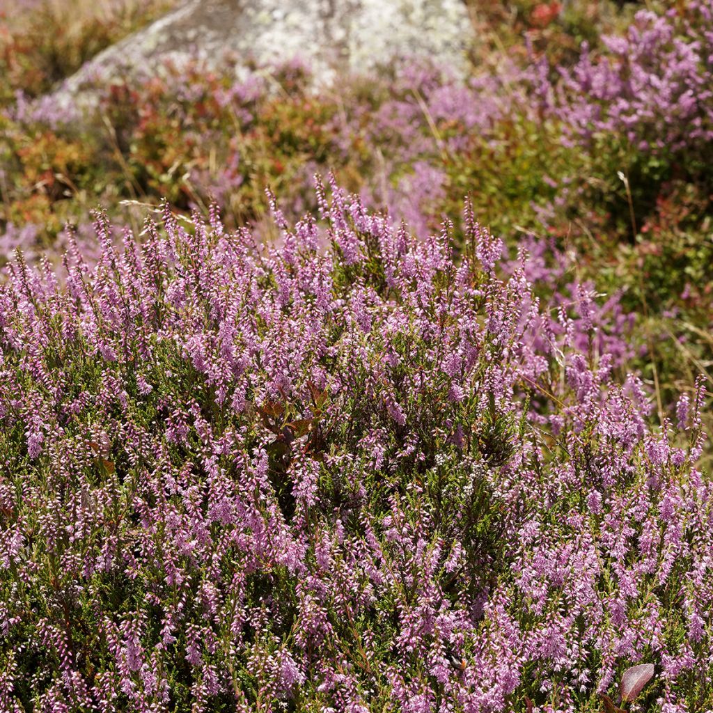 Calluna vulgaris Allegro